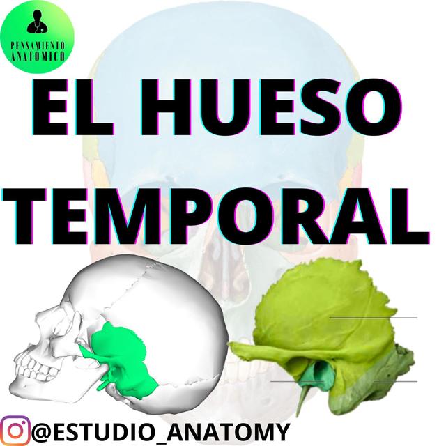 Hueso temporal