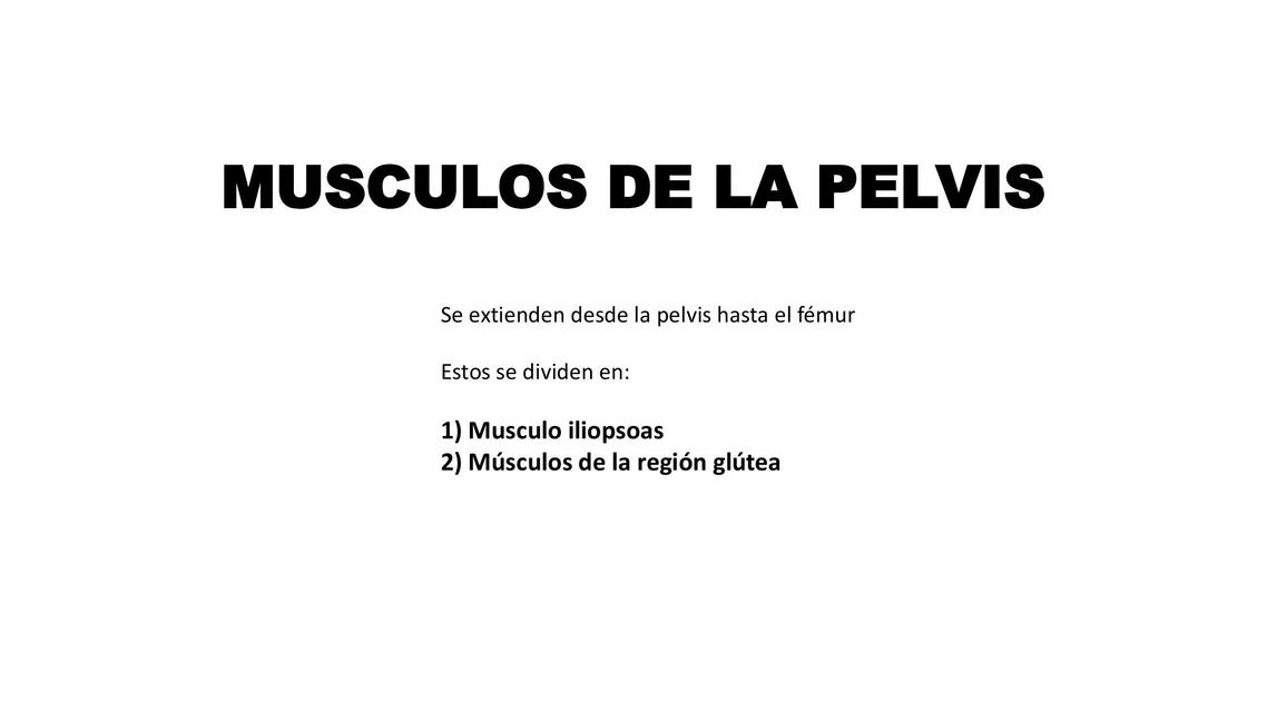 Músculos de la pelvis