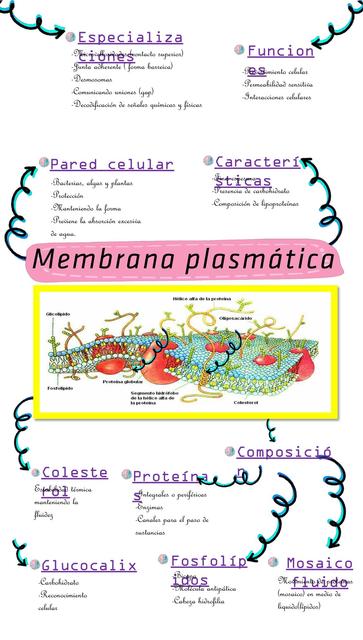 Membrana Plasmática