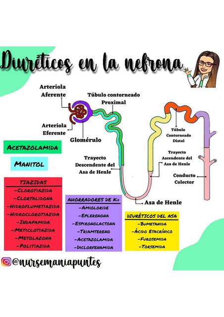 Diur ticos De La Nefrona Nursemaniapuntes UDocz