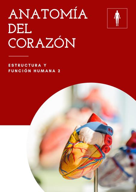 Anatomía del Corazón