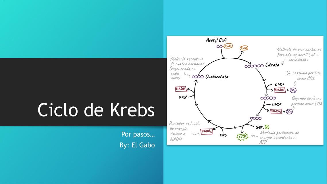 Ciclo de Krebs