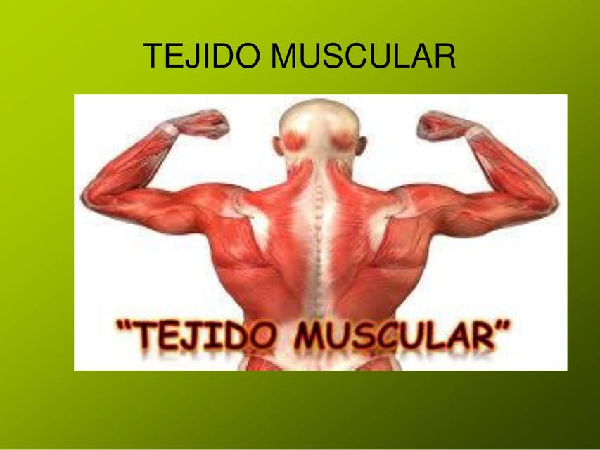 Tejido Muscular 