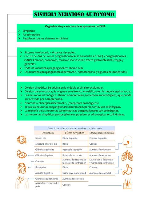 Sistema Nervioso Autónomo