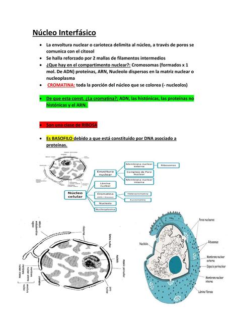 Núcleo Interfásico