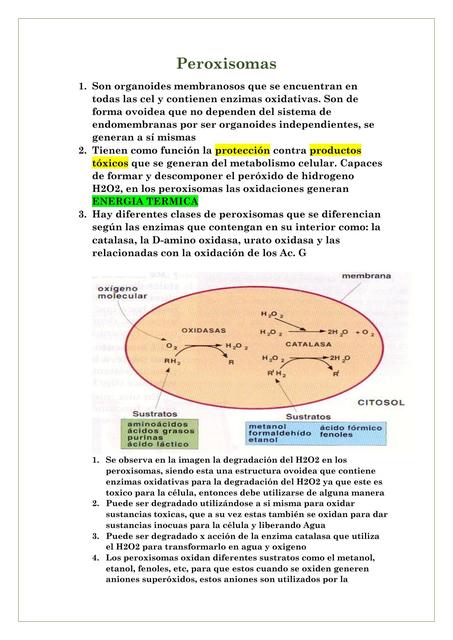 Peroxisomas