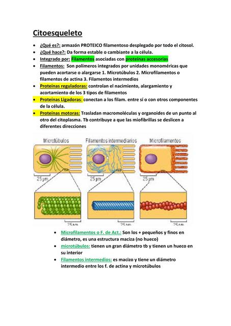 Citoesqueleto