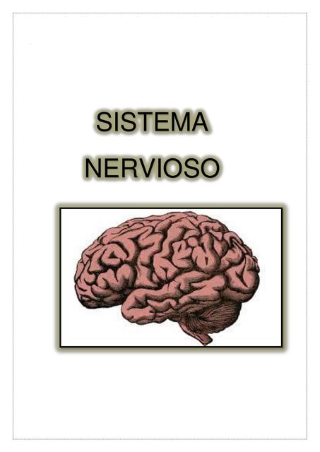 Sistema Nervioso