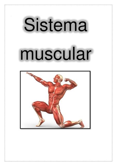 Sistema Muscular