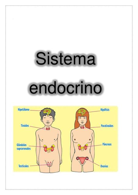 Sistema Endocrino