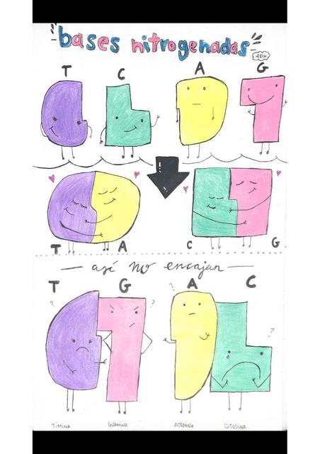 Bases Nitrogenadas