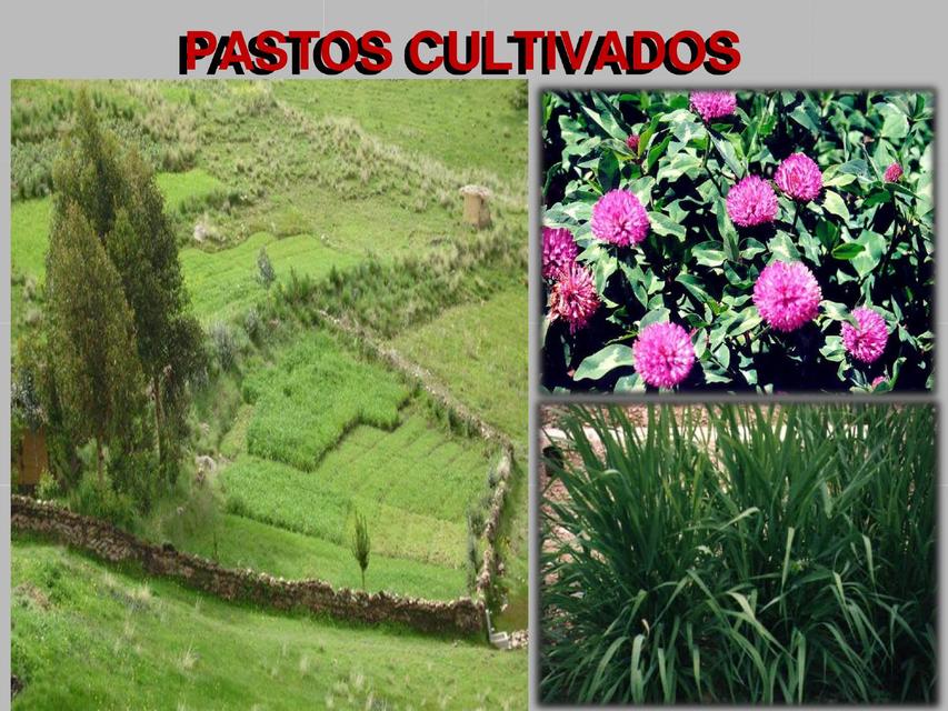 Características de Pastos Cultivados