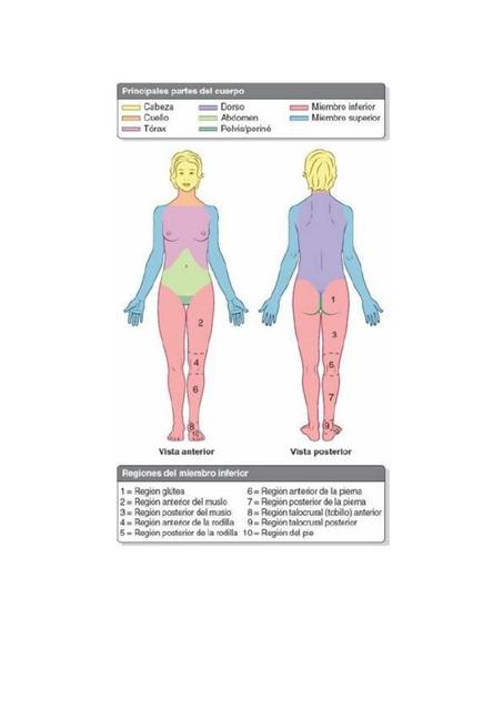 Anatomía