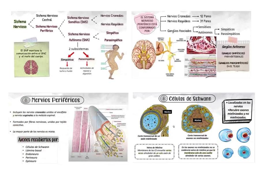 Sistema Nervioso y Pares Craneales 