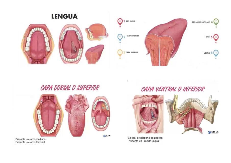 Lengua huesos de la cara ojo y oído