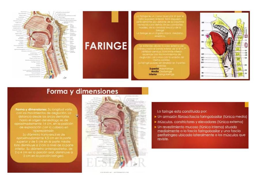 Sistema Respiratorio 