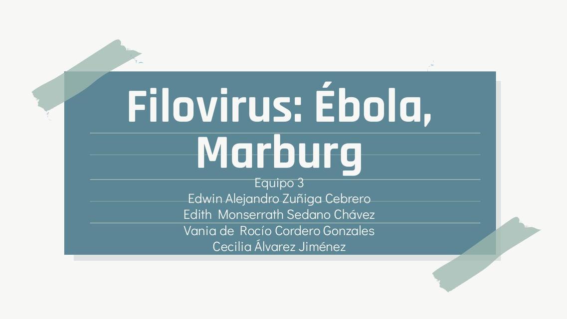 Filovirus