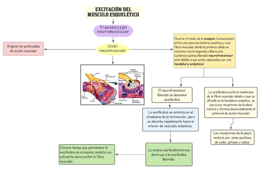 Excitación del Músculo Esquelético