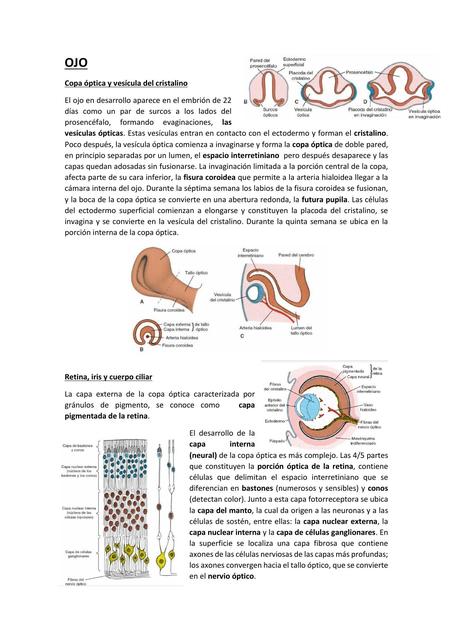 Ojo humano