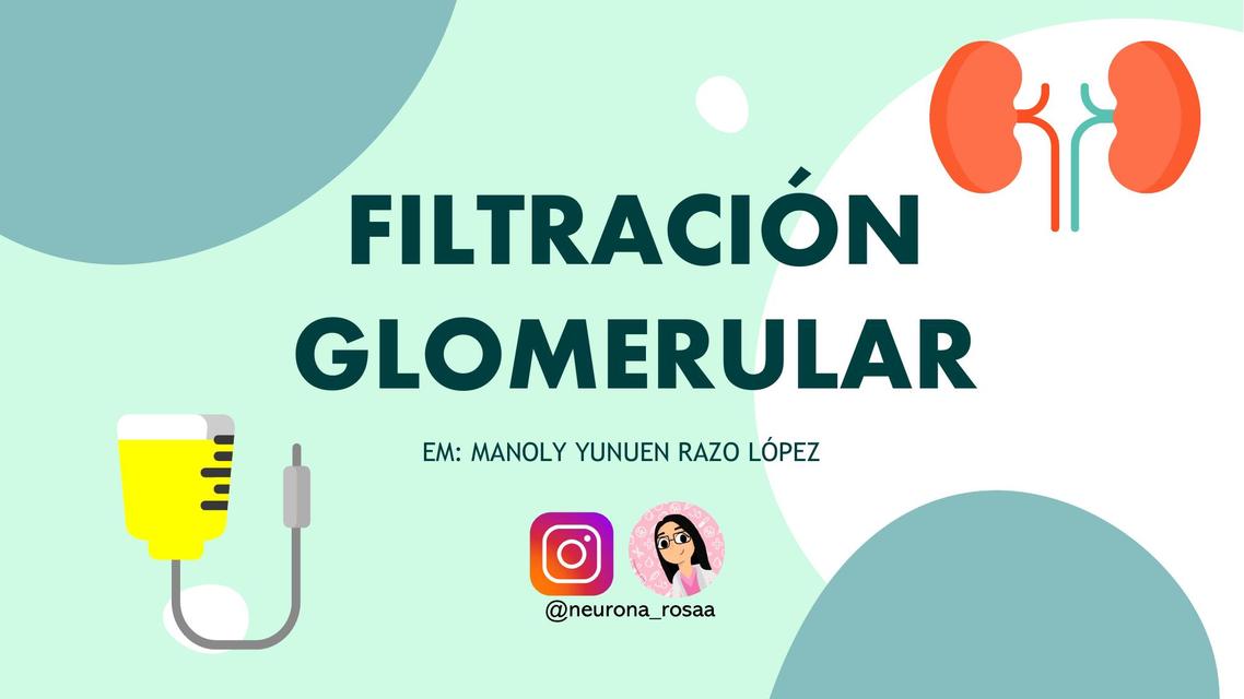 Filtración Glomerular Riñones Medicina humana uDocz