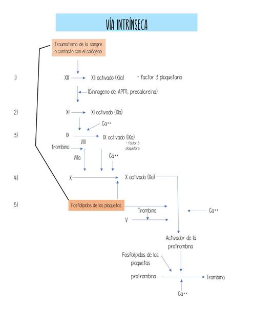 Vía intrínseca