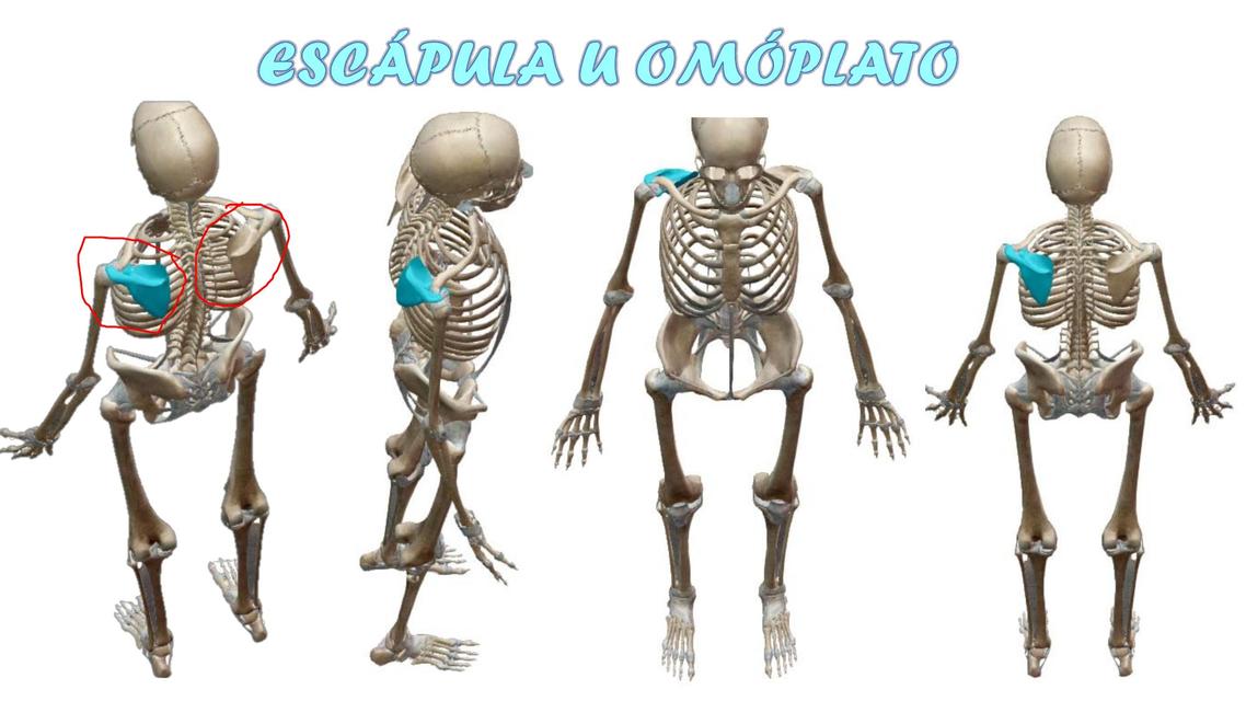 Exposición de Omóplato