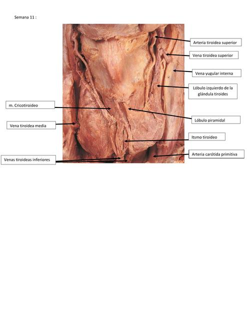 Cuello Visceral