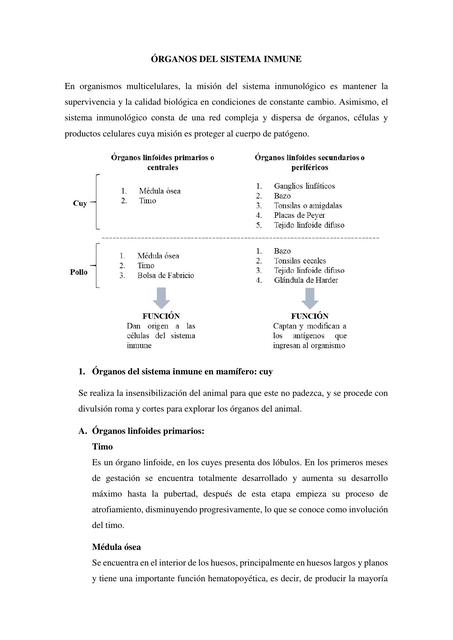 Órganos del Sistema Inmune