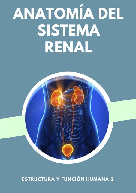 Anatomía del Sistema Renal 