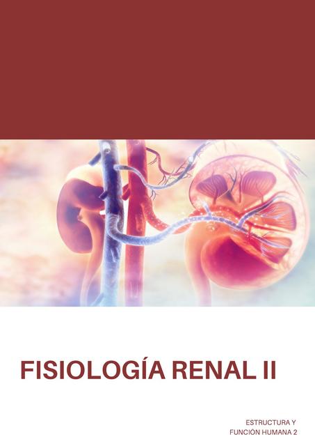 Fisiología Renal II