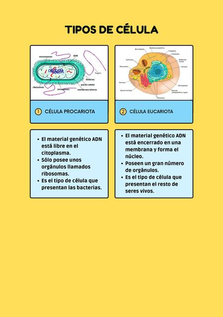 Tipos de Célula 