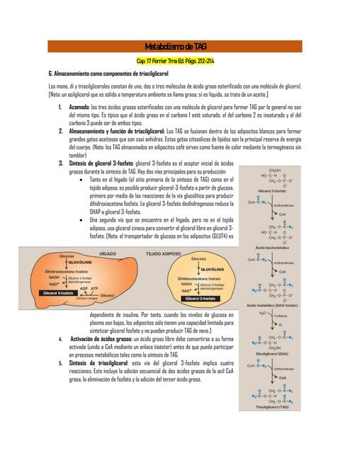 Metabolismo de TAG