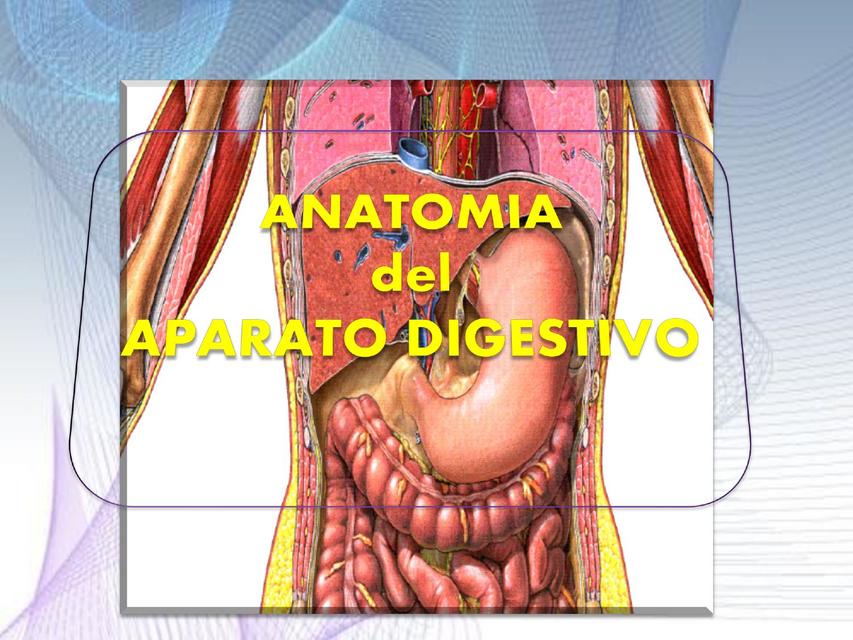 Anatomía del Aparato Digestivo 