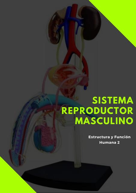 Sistema Reproductor Masculino