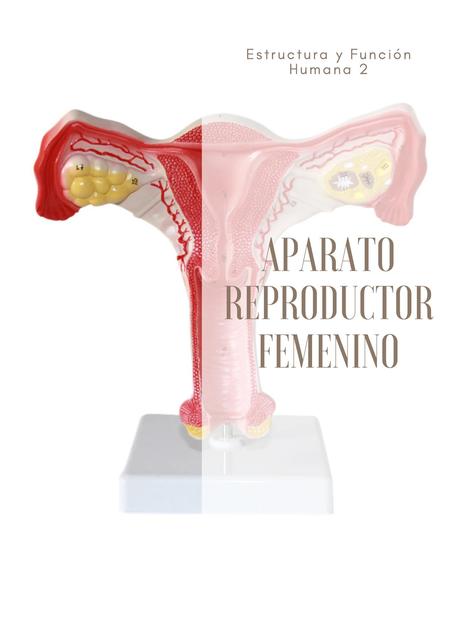 Aparato Reproductor Femenino