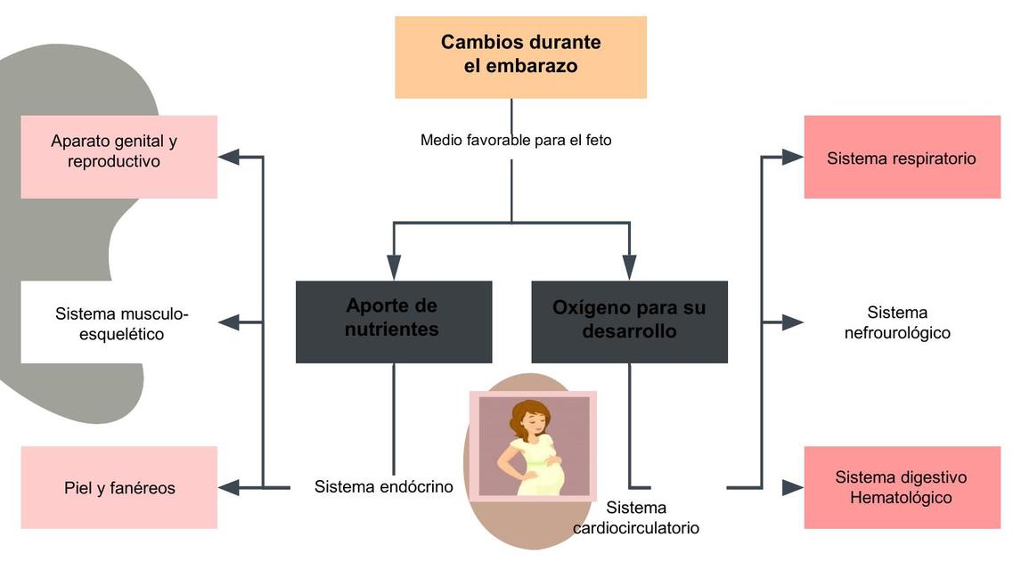 Aparato genital y reproductivo