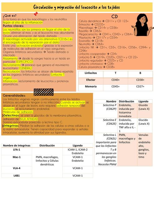 Circulación y Migración de Leucocitos