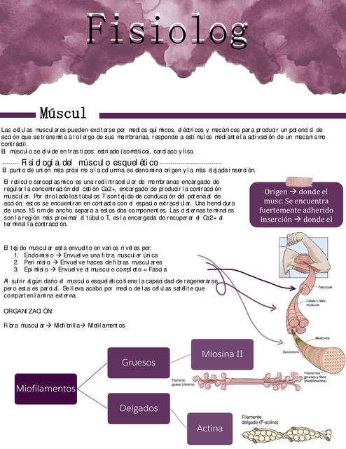 Músculo