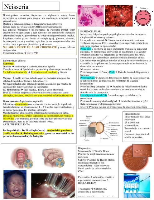 Neisseria Gonorrhoeae