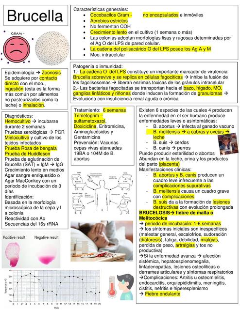 Brucella Rickettsia Leptospira Borrelia Salmonella E Coli