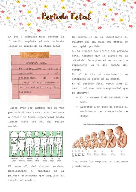 Periodo Fetal 