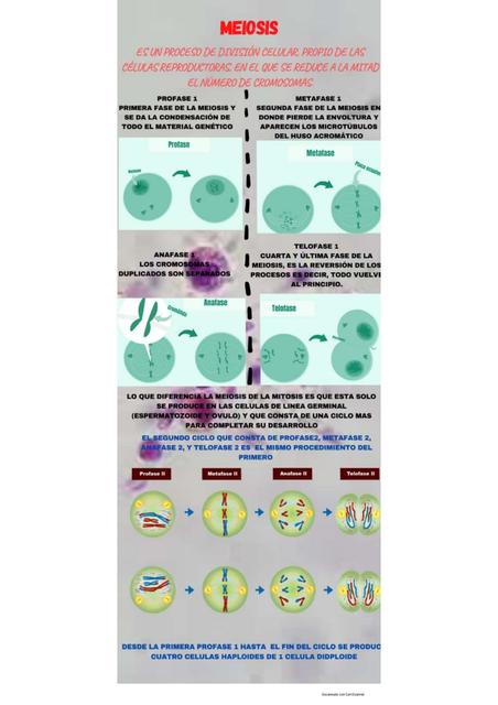 Meiosis