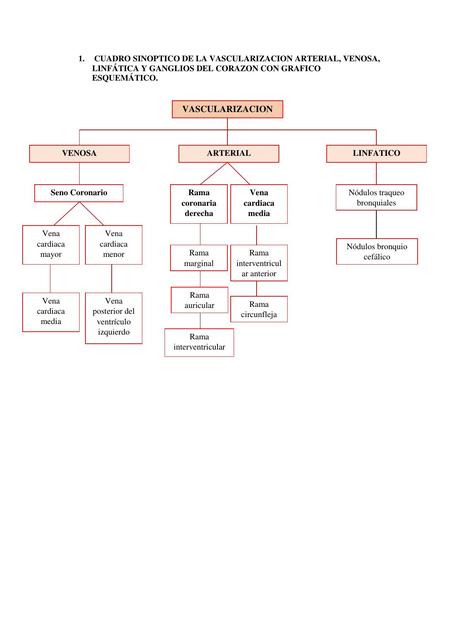 Vascularización 