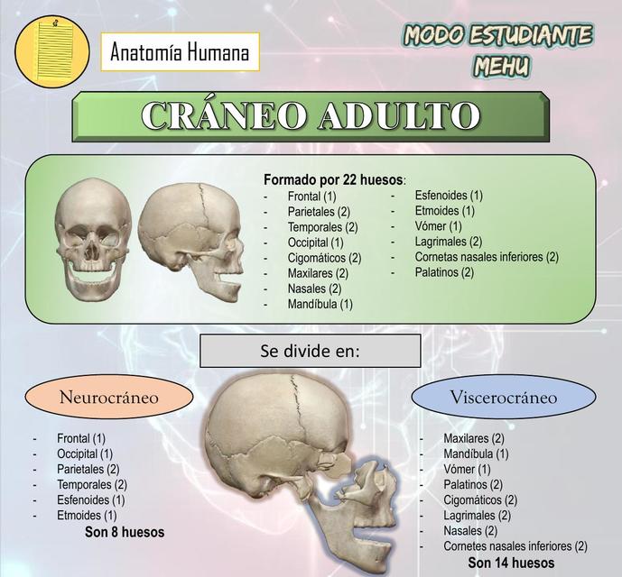 Cráneo cavidad orbitaria fosa pterigoidea narinas y coanas - Anatomía