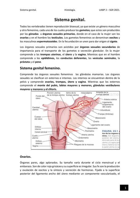 Sistema Genital Femenino 