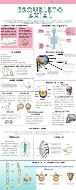 Esqueleto Axial