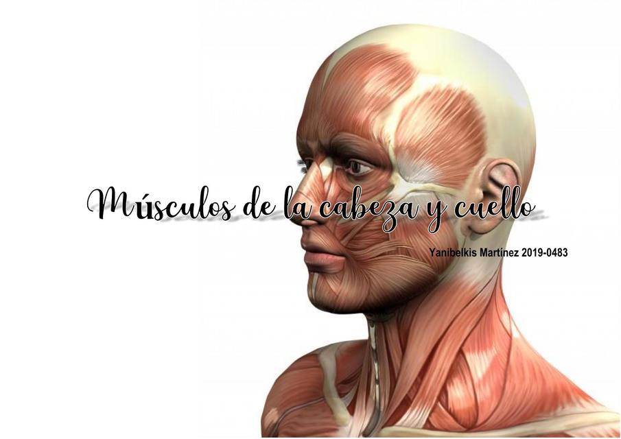 Músculos de la Cabeza y Cuello