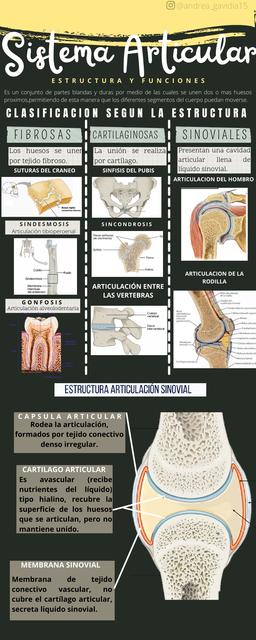 Sistema Articular 