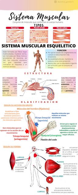 Sistema Muscular 