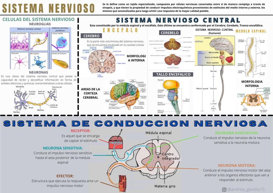 Sistema Nervioso 